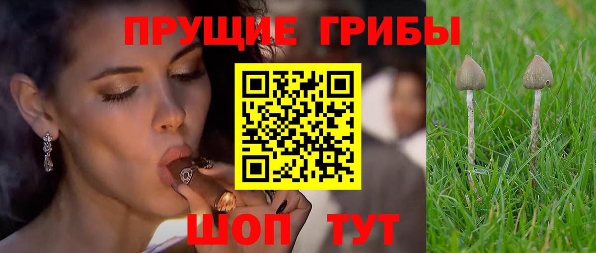 Галлюциногенные грибы Cubensis Электросталь